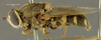 Media type: image; Entomology 12548   Aspect: habitus lateral view
